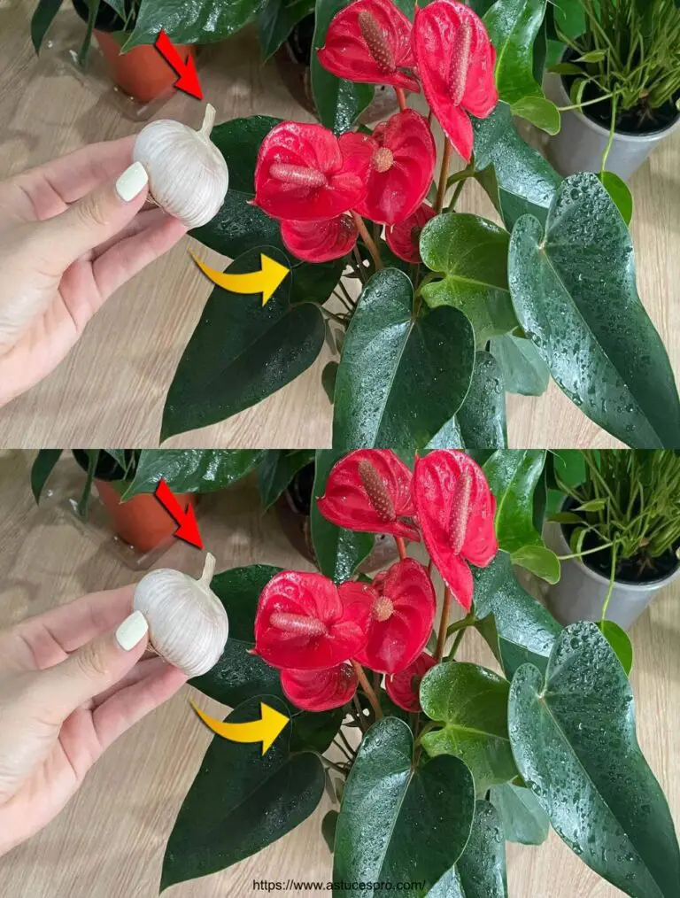 Nur ein paar Knoblauchzehen werden blühen und das Anthurium mit allen Geschwindigkeiten wachsen