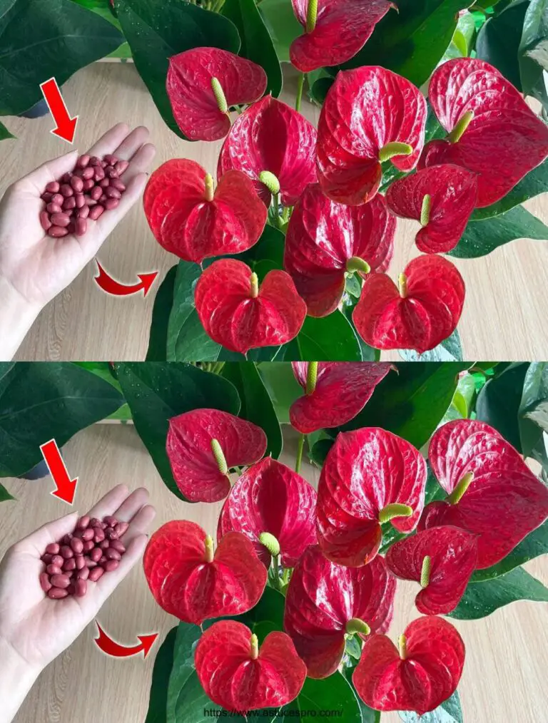 Mit nur einigen dieser Samen wächst das Anthurium kräftig und blüht endlos.