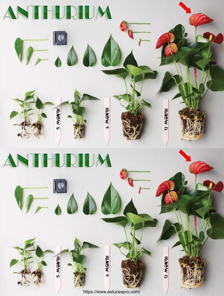 100% Erfolg! Tipps zur Ausbreitung von Anthurium durch Schneiden