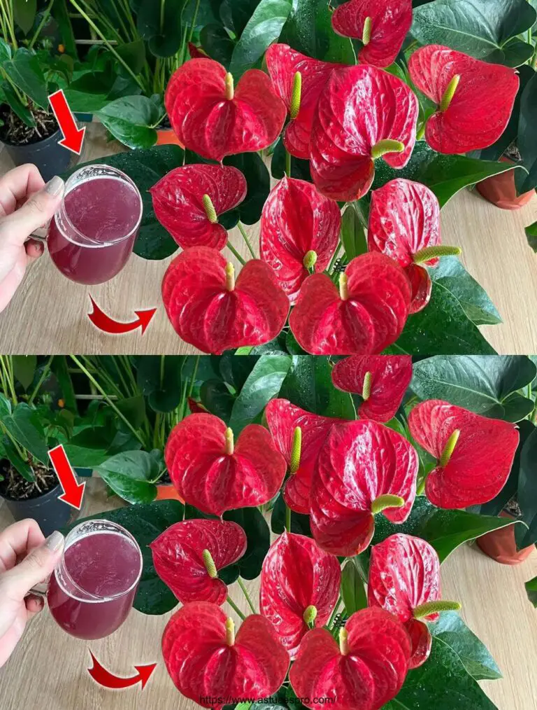 Nur ein Stück Zwiebel kann das Anthurium mit einer Profusion von schönen Blumen explodieren.