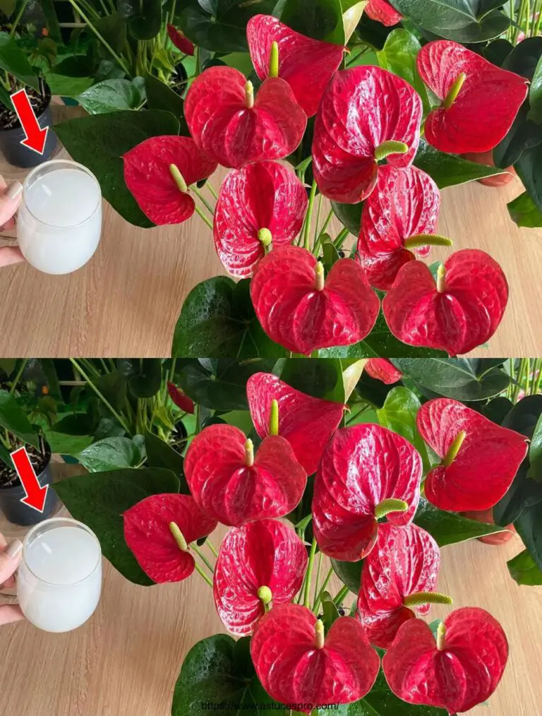 Erhöhen Sie die Blüte und das Wachstum Ihres Anthuriums mit diesem natürlichen Dünger