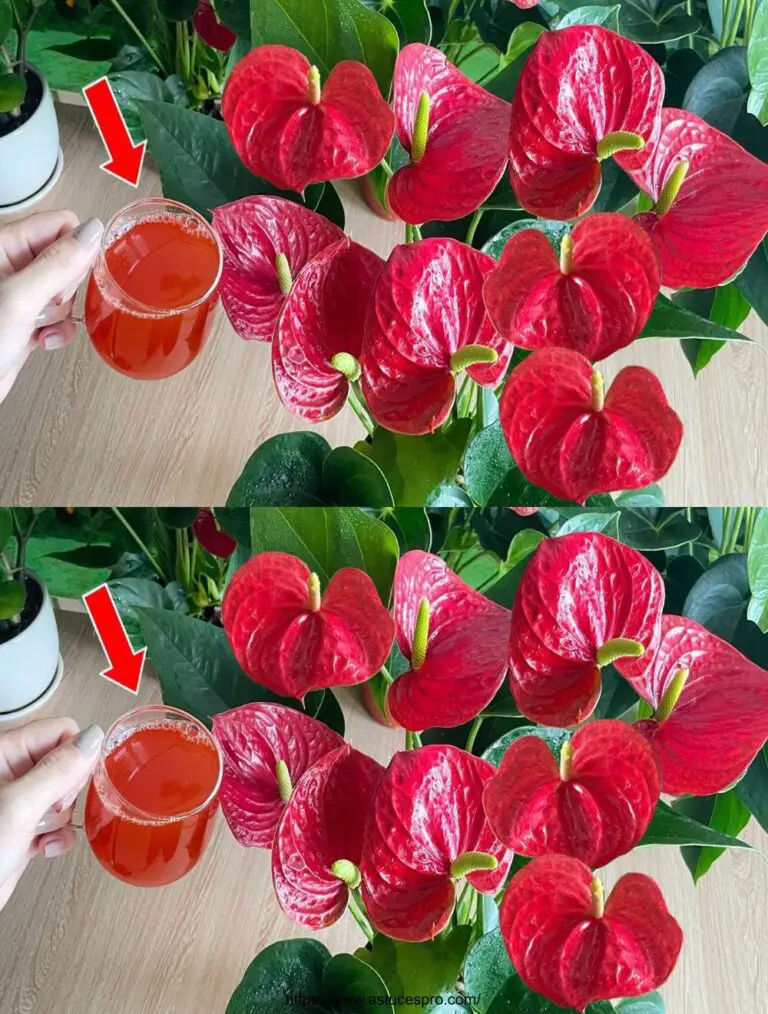 Nur 1 Glas, die blühenden Anthurium wächst plötzlich und blüht, natürliche Dünger