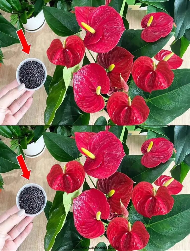 Ich habe das auf meinem Anthurium gesprengt! Blumen blühten auf dem ganzen Garten