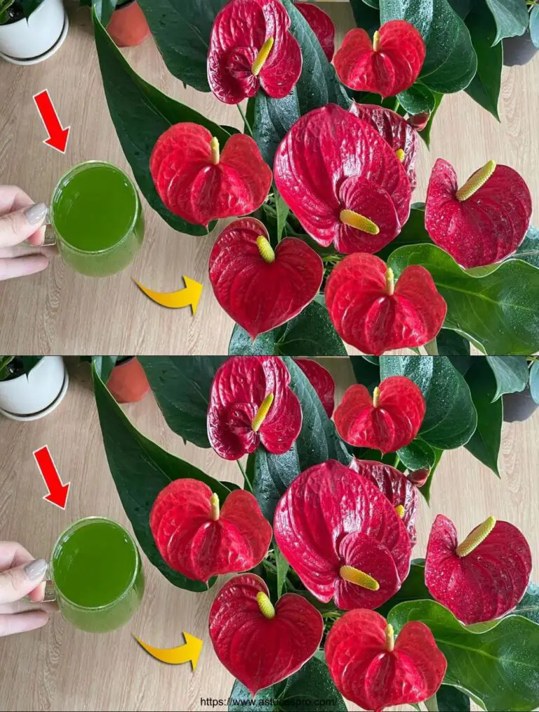 Nur ein Glas, Anthurium blüht sofort