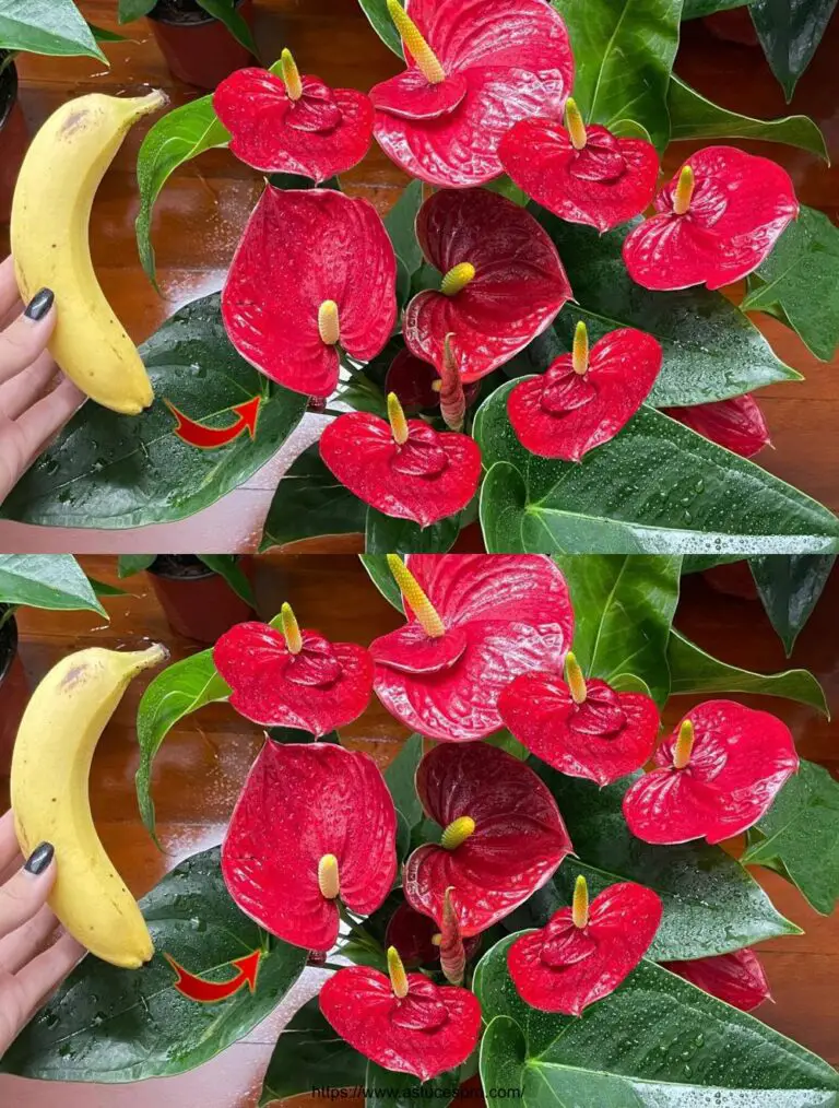 So magisch: Mit einer einfachen Frucht blüht das Anthurium im gesamten Garten.