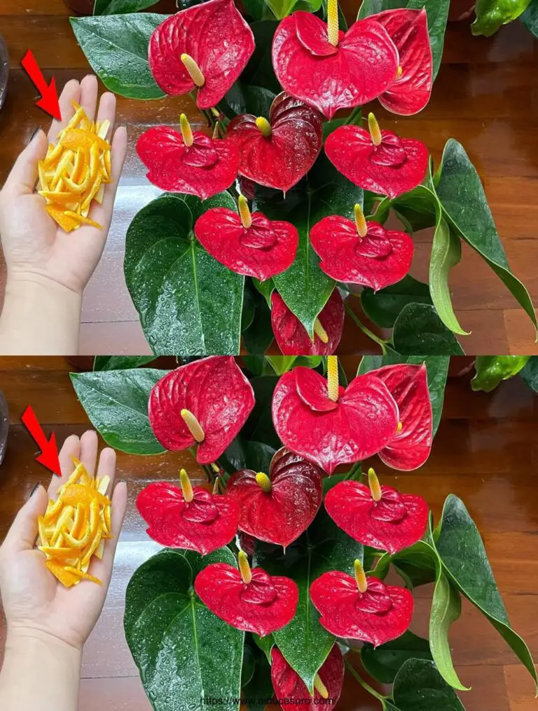 Es macht Blüte und wächst wie verrückt jede Pflanze Anthurium