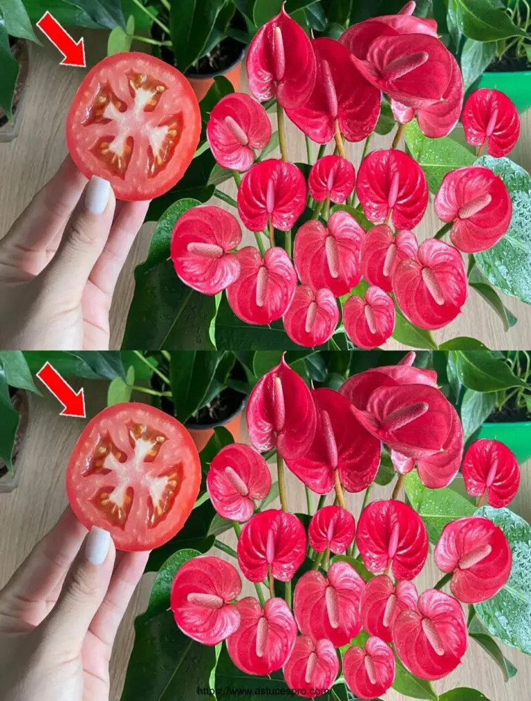 Eine einfache Scheibe Tomaten, kontinuierliche Blumen