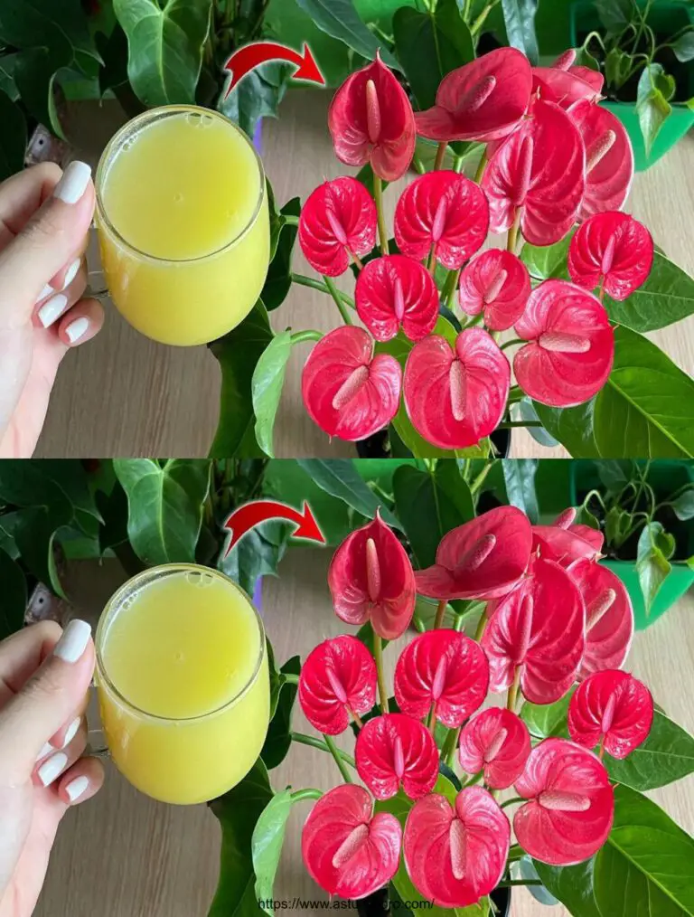 Benötigen Sie eine Tasse, zweimal pro Woche: Ihre Blumen blühen das ganze Jahr über