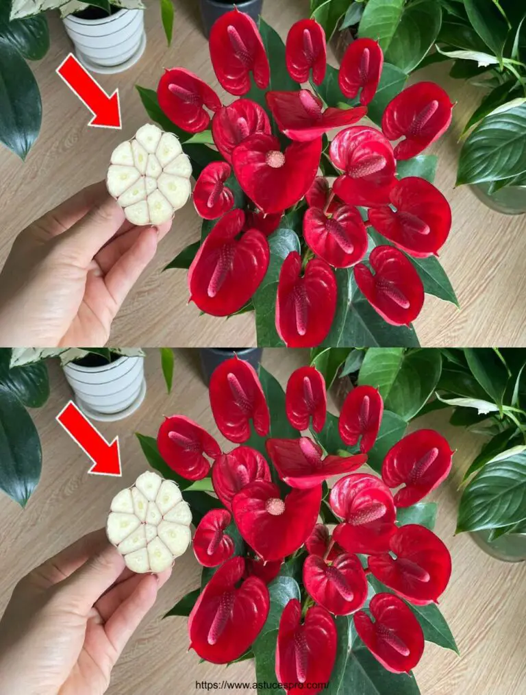 Magische Tipps für blühende und gesunde Ernährung Anthurium schnell