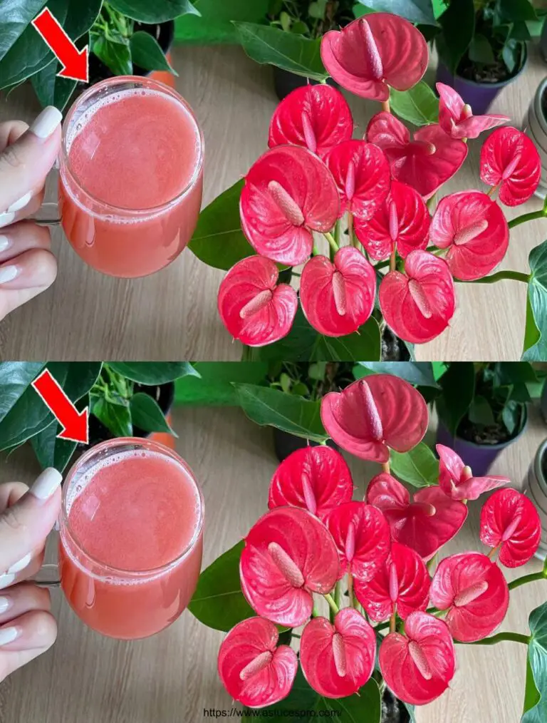 Nur ein kleines Glas war genug, das Anthurium wuchs schnell und blühte im Garten