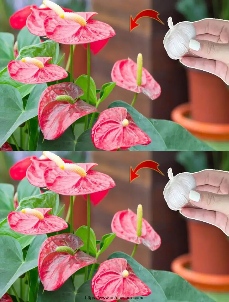 Spezielle Dünger für Anthuren: helle und langlebige Blumen.