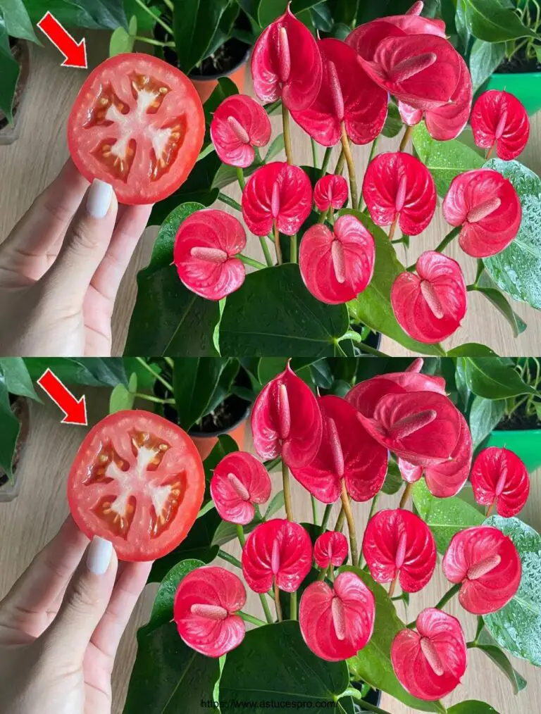 Nur ein Stück Tomaten blüht das Anthurium in den vier Jahreszeiten.