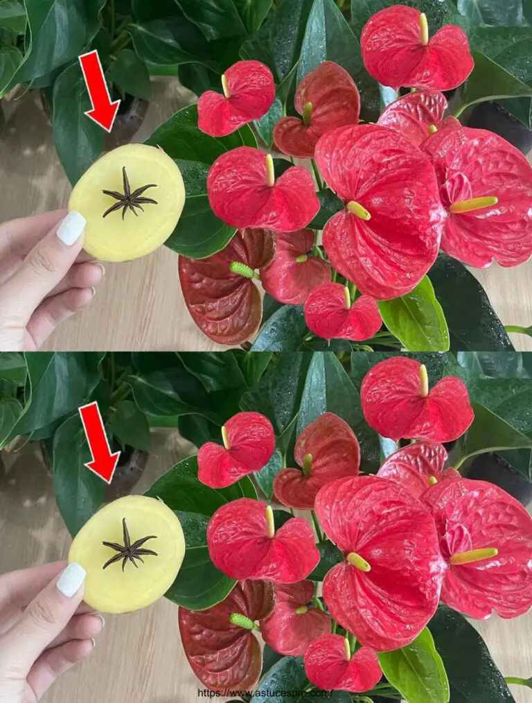 Ich wusste nicht, dass diese Methode dem Anthurium helfen könnte, so viele Blumen zu produzieren.