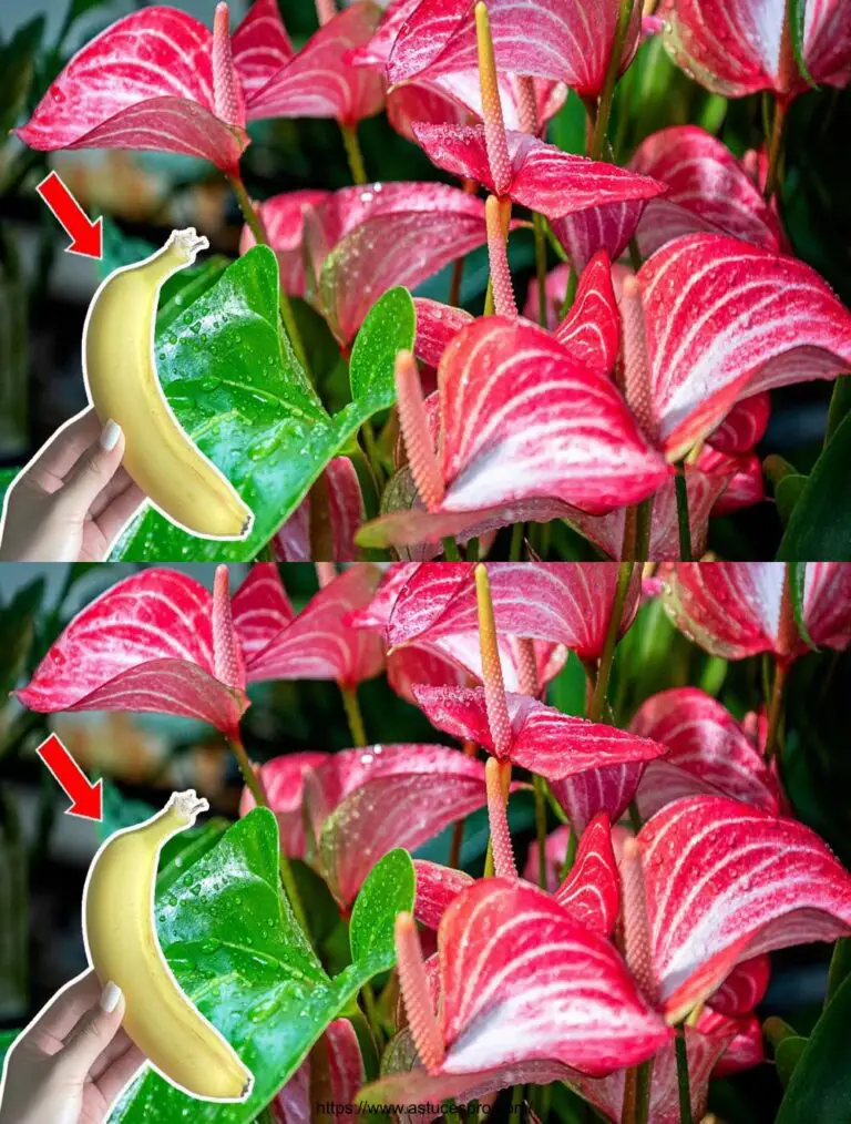 Nur 1 Frucht, um blühen magisch den ganzen Garten vonAnthurium