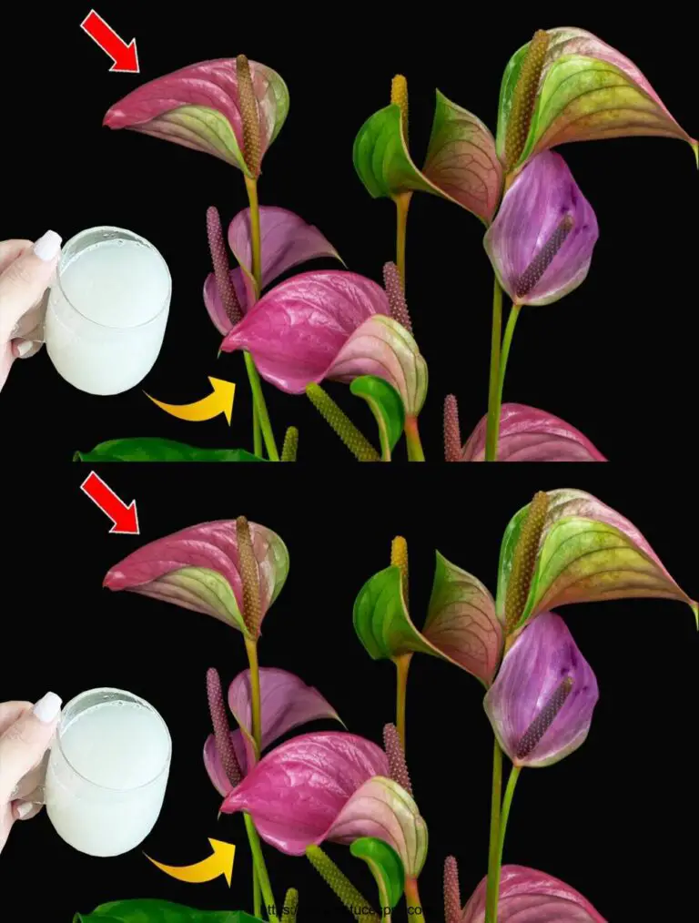 Das Geheimnis, das Anthurium in der Blume zu halten