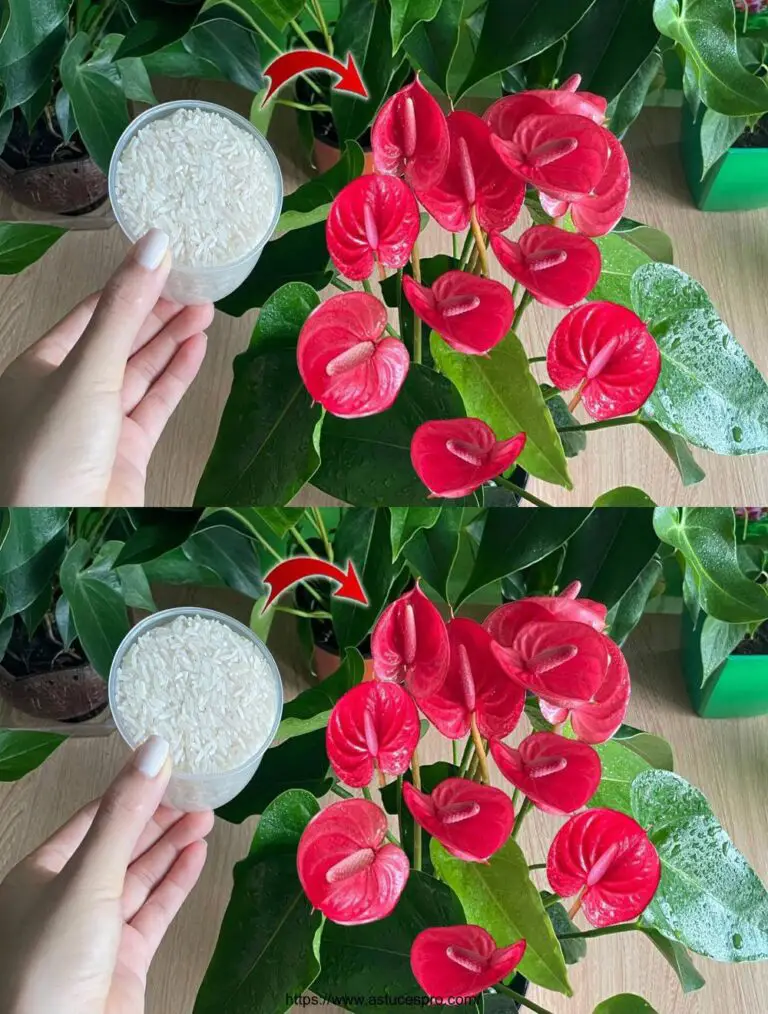 Wunderbarer Dünger! Anthurium in Blumen das ganze Jahr über