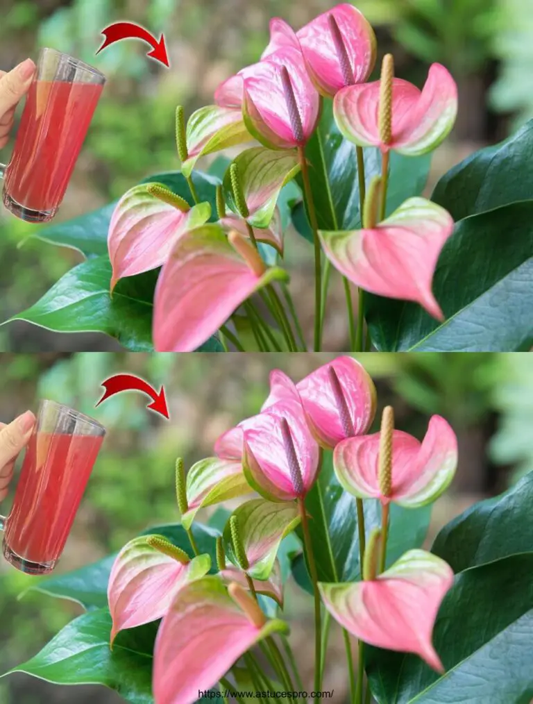 Das Geheimnis für Wachstum und Blüte Anthuriums: ein effizienter natürlicher Dünger