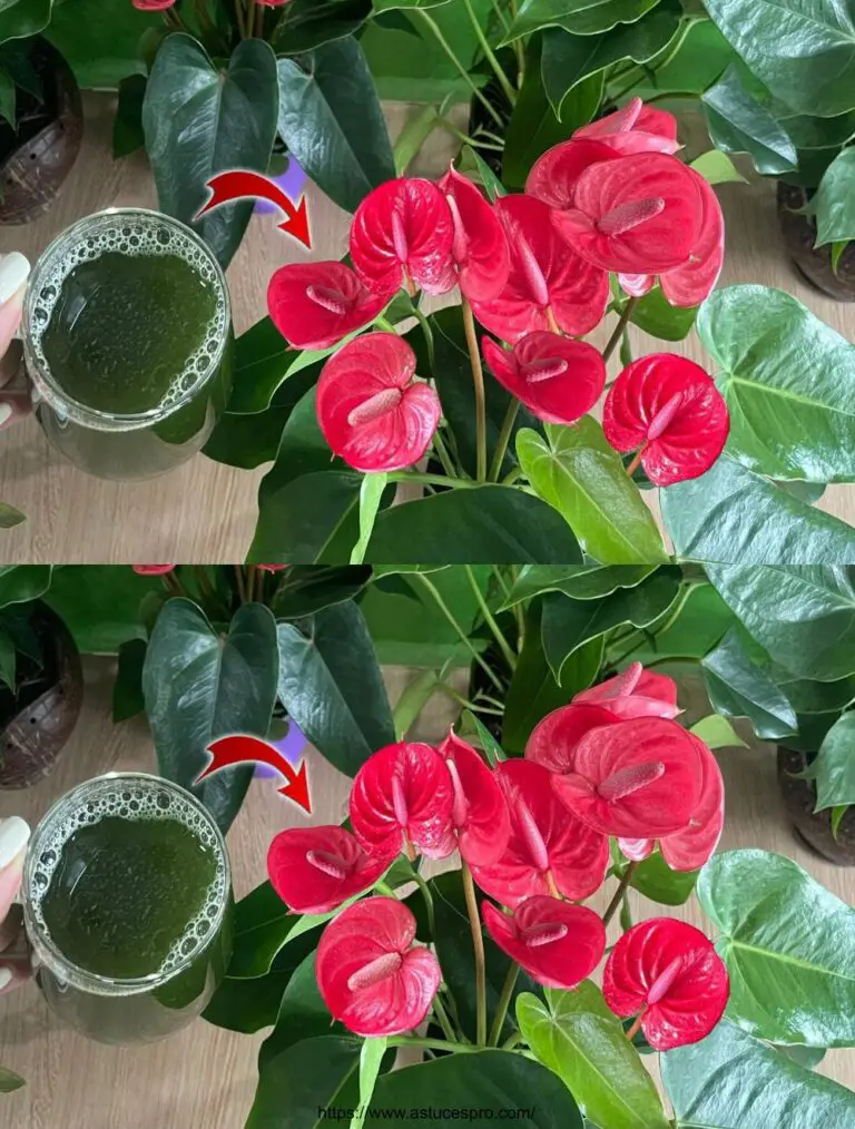 Machen Sie diese Anthurium Blüte das ganze Jahr über! Natürliche Dünger enthalten