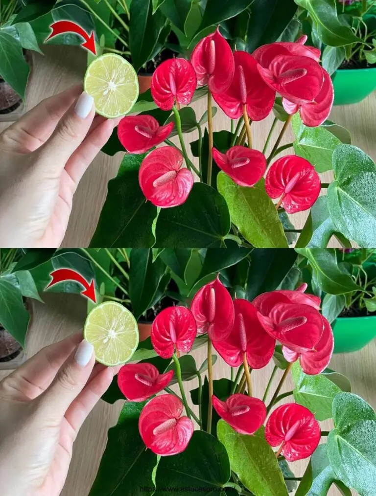 Sie werden überrascht sein zu wissen, wie man sich auf diese Weise um Anthurium kümmert