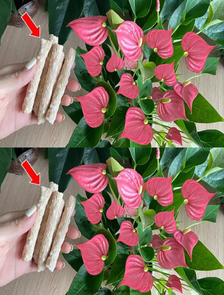 Pass auf dich auf Anthurium auf diese Weise für spektakuläre Blüten