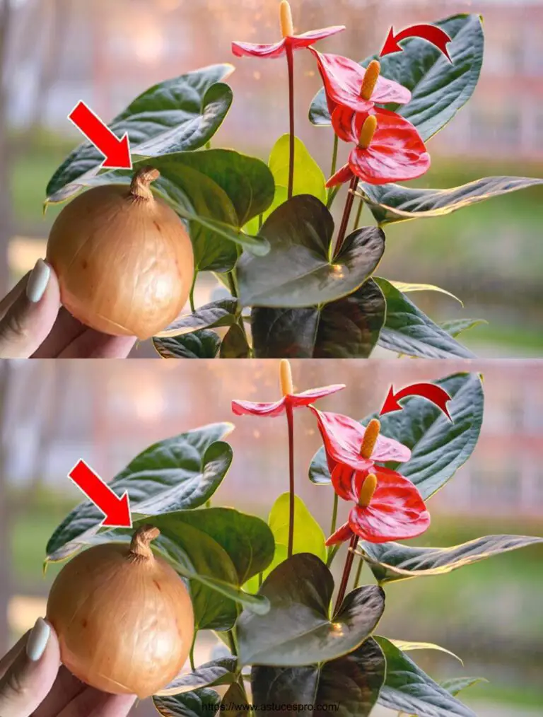 Nur einen brauchen! Sogar die schwächste Pflanze Anthurium wird wie nie zuvor blühen.