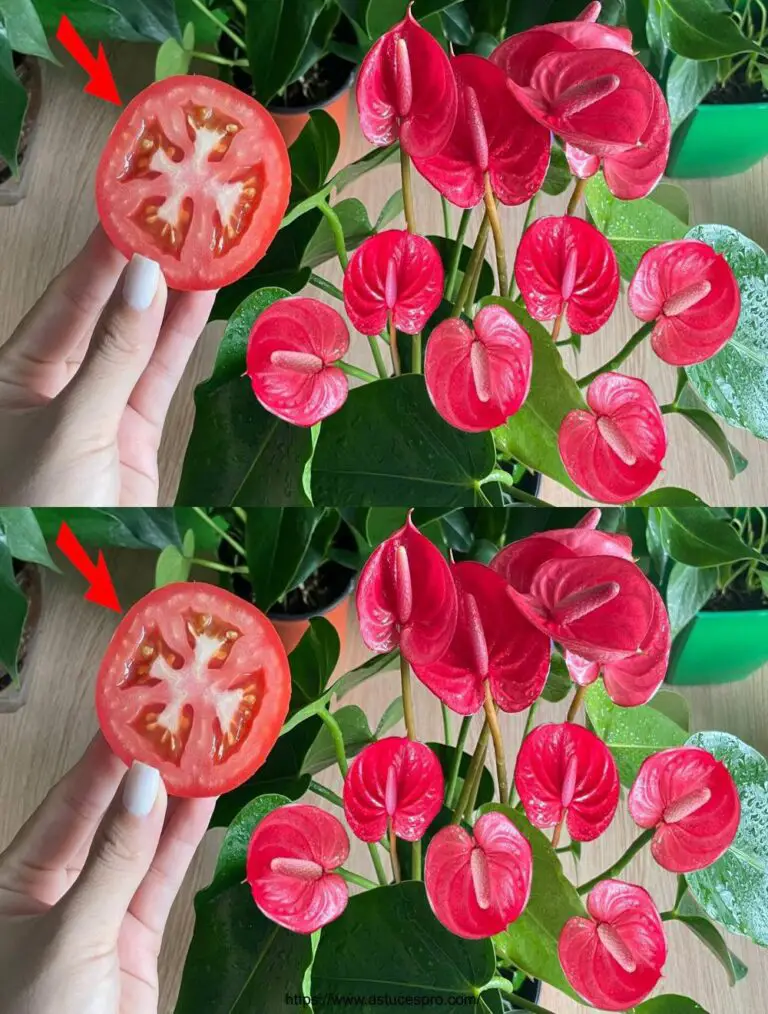 Nur ein Stück Tomaten, Anthurim stings to bloom ganzjährig