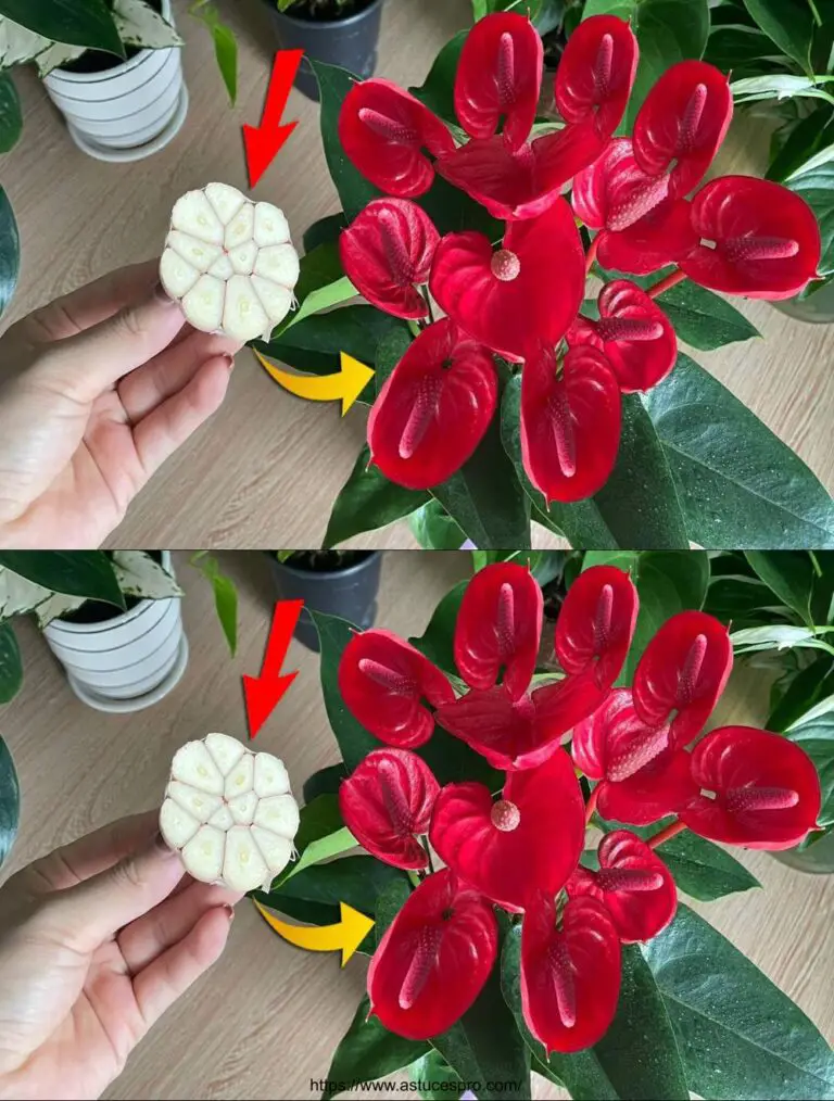 Wie wachsen Anthuriums schnell mit natürlichem Dünger