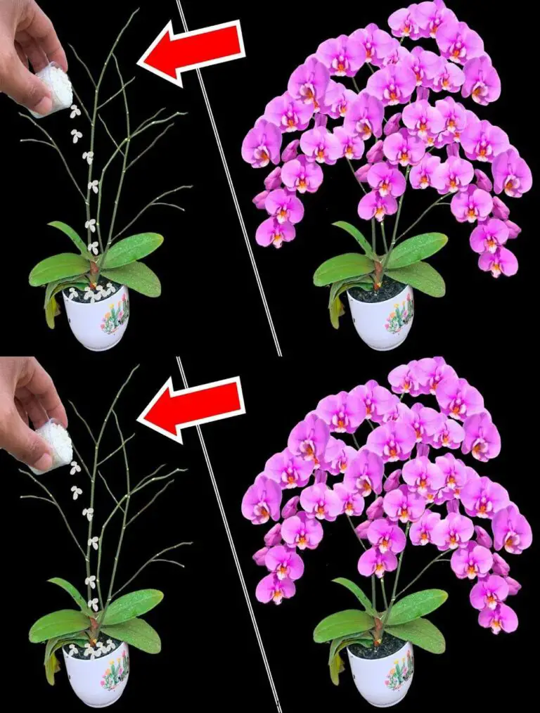 Ein Löffel ist genug! Orchideen blühen plötzlich mit vielen magischen schönen Blumen