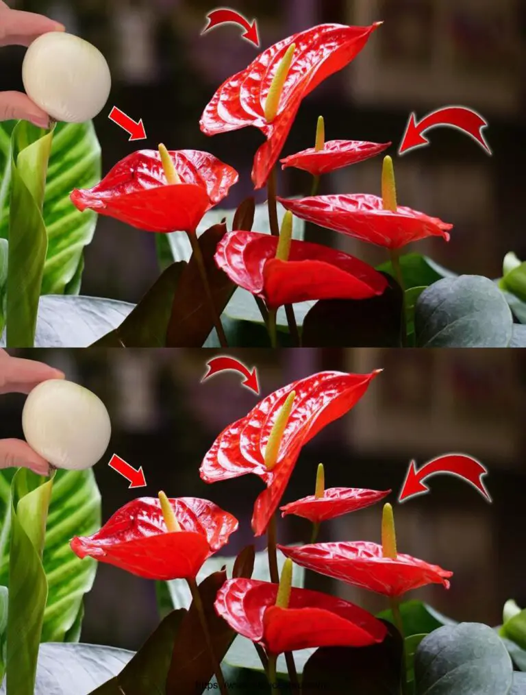 Machen Sie Ihre Anthurium Burst mit Blumen mit diesem natürlichen Dünger