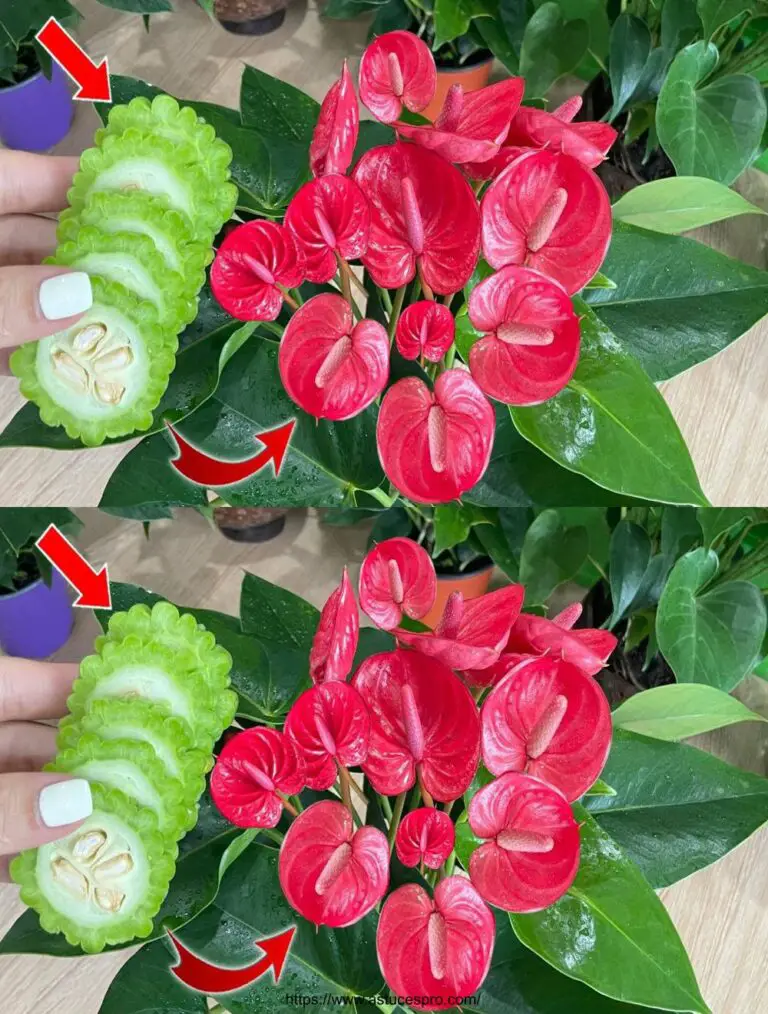 Was für eine Überraschung! Nach der Fütterung des Anthuriums mit diesem, die Blumen schlüpfen in natürlichen Dünger