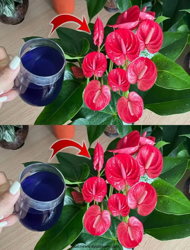 Nur eine Tasse, die Blumen blühen das ganze Jahr lang (Any Plant)