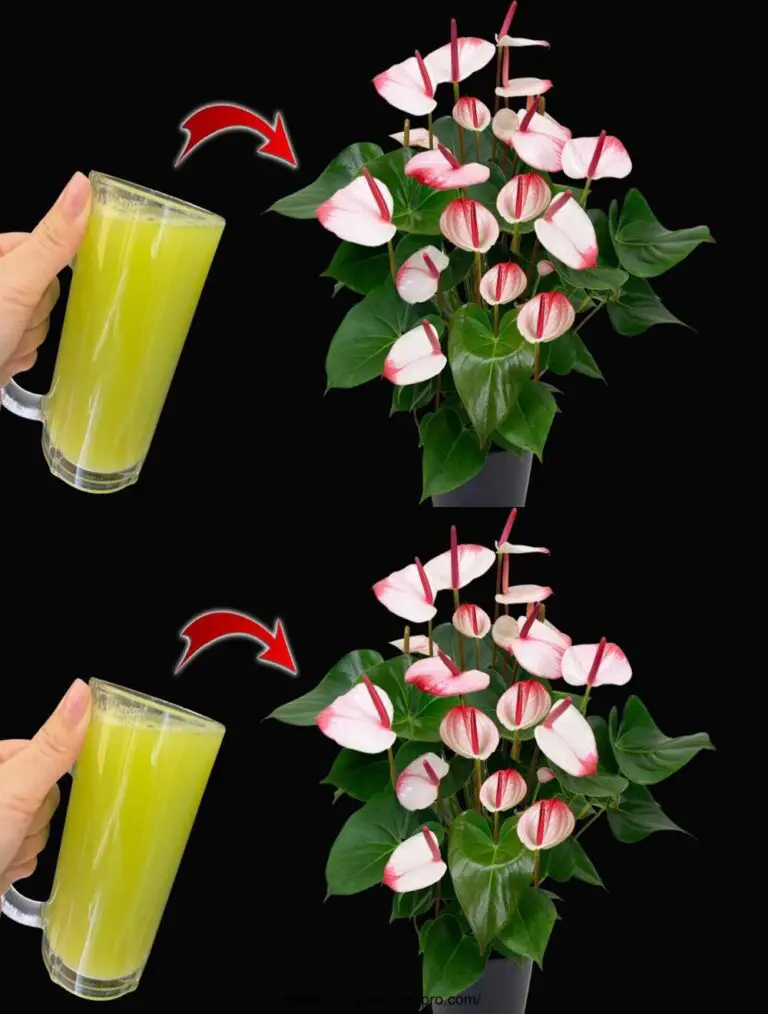 Eine magische Tasse für ewige Blumen (jede Pflanze)