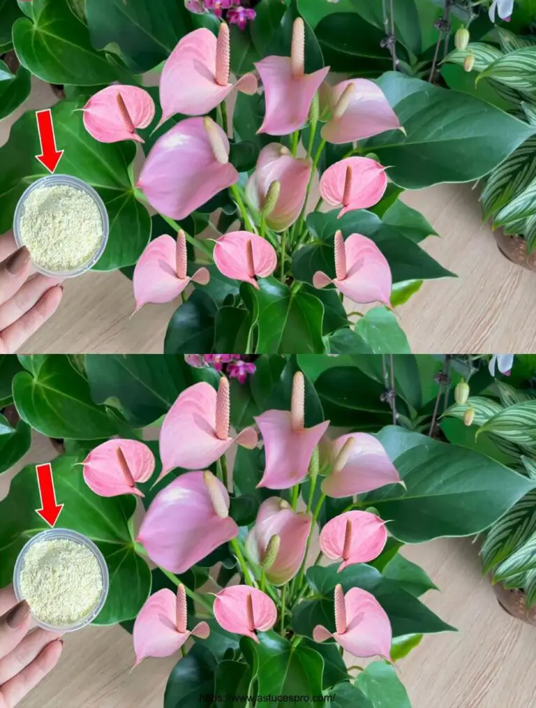 Spread 1 Löffel, die gedacht hätte, die Anthurium Blüte unglaublich, natürliche Dünger zu sehen