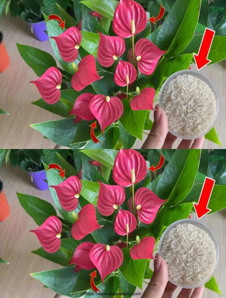 Kommen Sie und helfen Sie der Anthurium Pflanze kontinuierlich zu blühen! Entdecken Sie den perfekten natürlichen Dünger