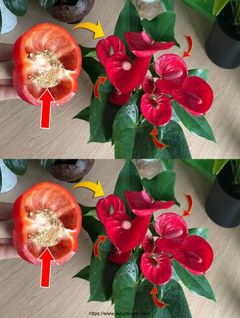 Ein Stück Pfeffer, Blumen schlüpfen das ganze Jahr