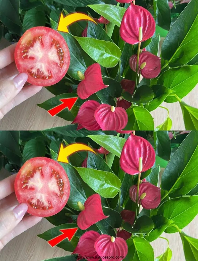 Nur 1 Stück Tomaten, Blumen blühen das ganze Jahr über