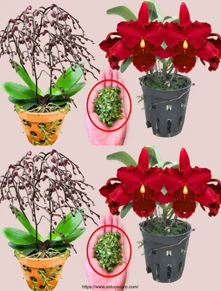 Nur ein magischer Löffel! Plötzlich blüht jeder Orchideenknoten viel mehr.