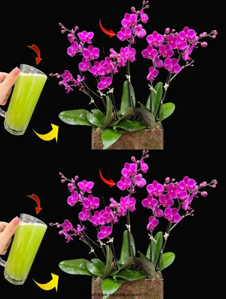 Geheimnisvoll! Die regelmäßige Bewässerung ermöglicht es der Orchidee, für viele Monate brillant zu blühen