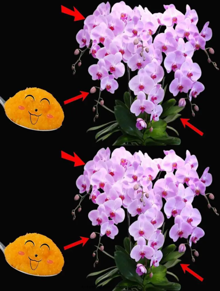 Damit werden Orchideen wie immer und ewig blühen