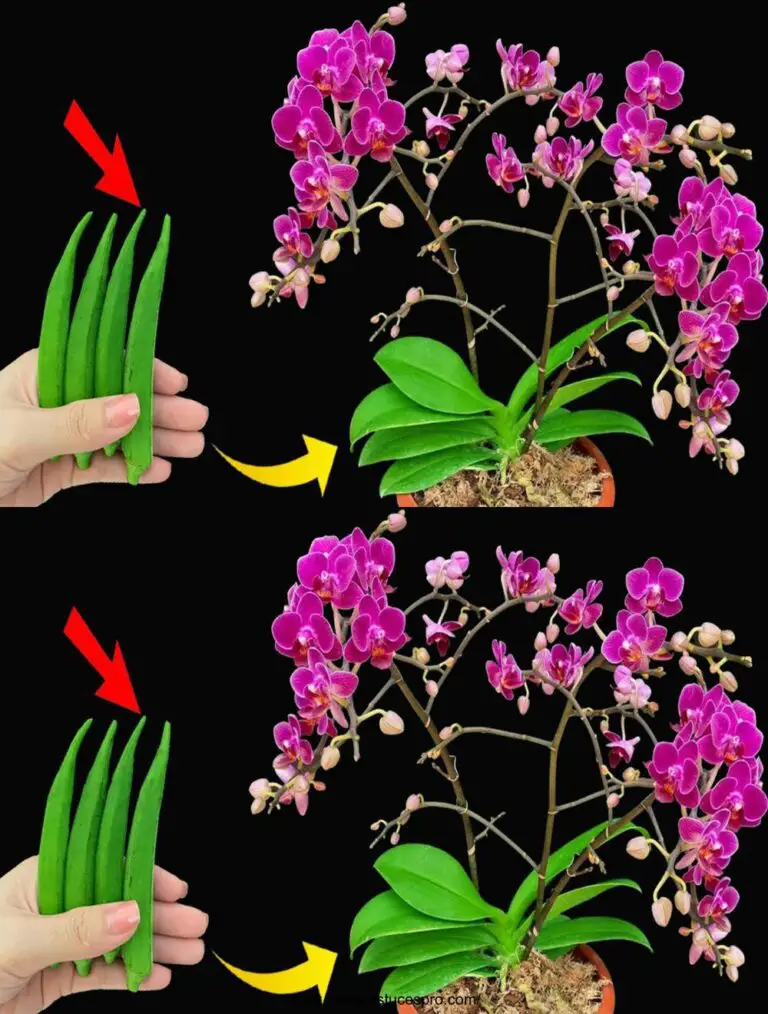 Entdecken Sie jetzt diesen wunderbaren natürlichen Dünger, der Orchideen blüht sofort