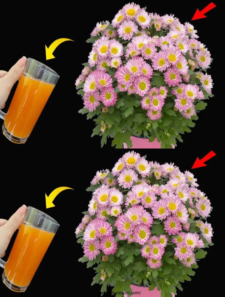 Wenn Sie dieses Geheimnis kennen, werden Ihre Blumen das ganze Jahr über blühen.