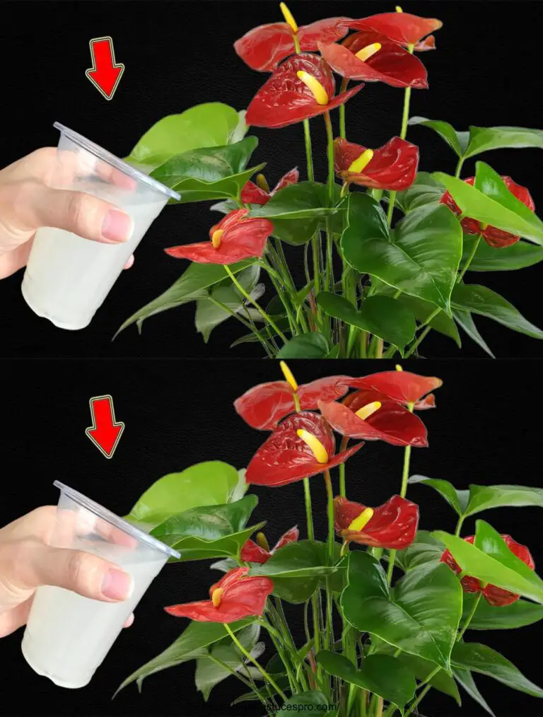 Nur einmal! Das Anthurium blüht das ganze Jahr über