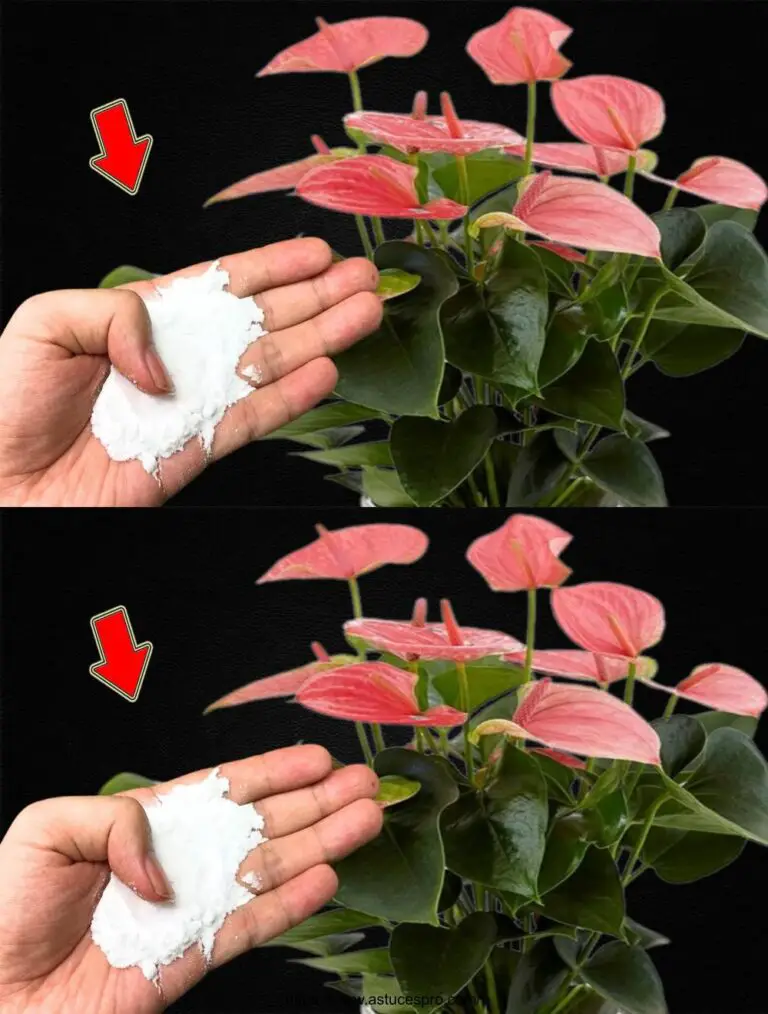 Sprinkle 1 Löffel in den Wurzeln! Lillianthurium wächst viele magische Blumen.