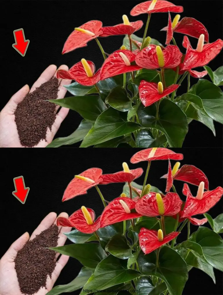 Nur 1 Spoon! Plötzlich hat das Anthurium viele magische Blumen gemacht