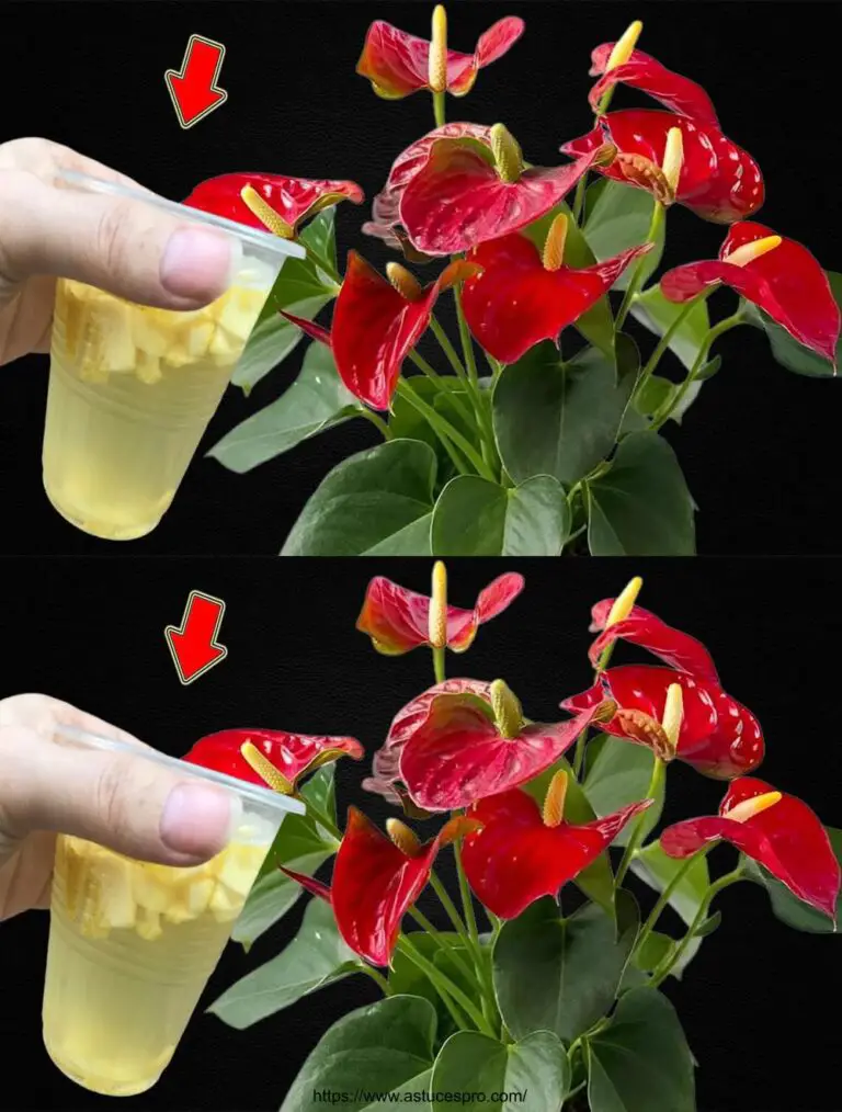 Nur 1 Tasse! Anthurium Blumen Leicht in vielen Blumen