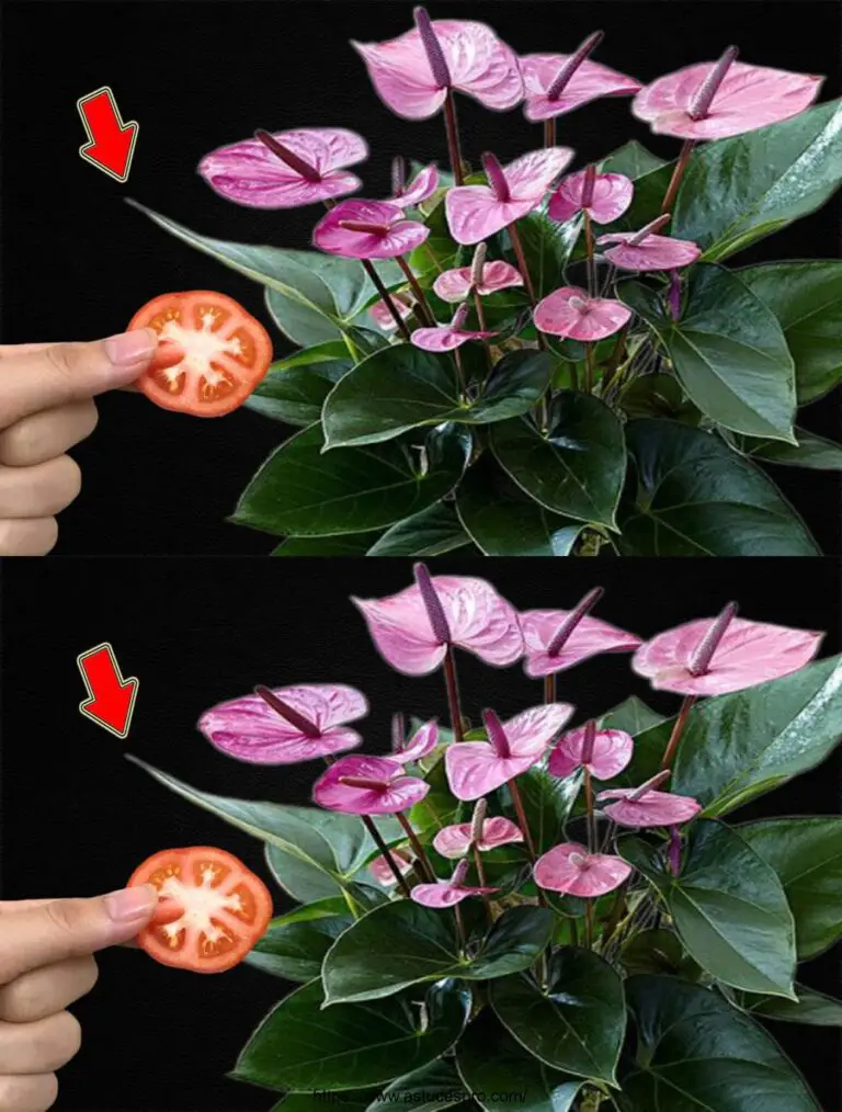 Nur ein Stück Tomaten! Der gesamte Garten Anthurium platzt mit Blumen in Fülle