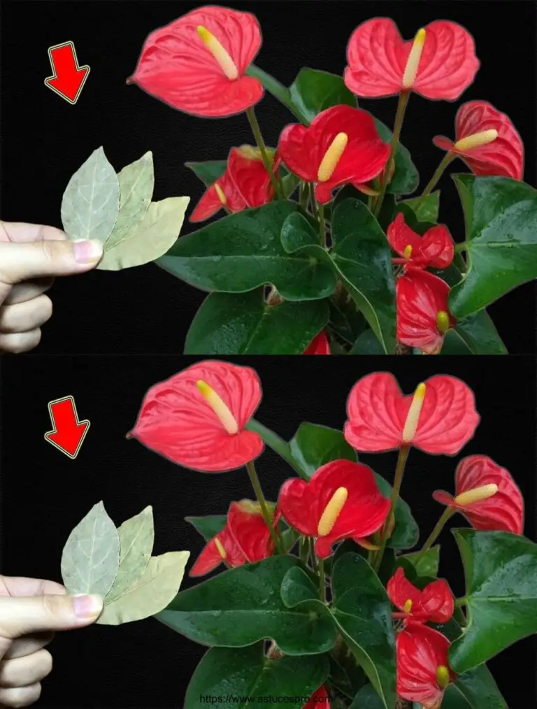 Ich brauche nur ein paar Blätter! Anthurium Blume ohne Sofort stoppen