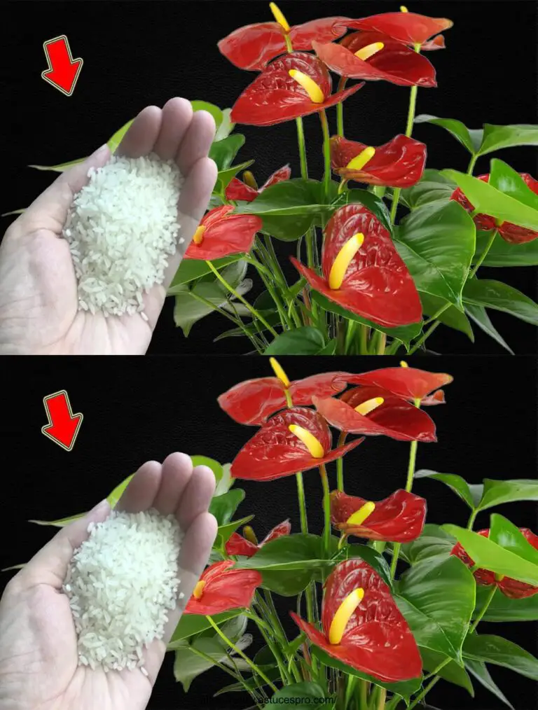 Nur 1 Spoon! Das Anthurium ist gut für Gesundheit und Blume Abundantly