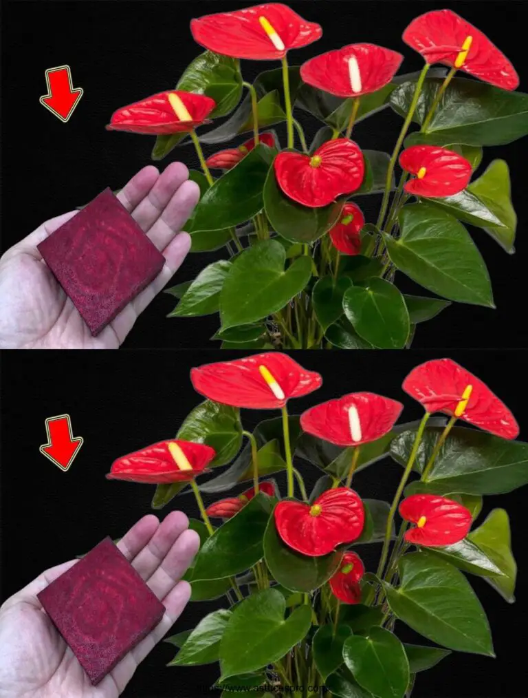 Legen Sie 1 Stück in den Boden! Anthuriums Push schnell und Blume wunderbar