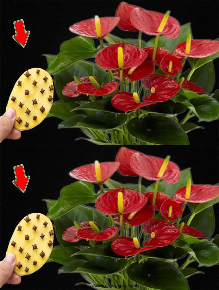 Anthuriums Blossom 500% Mehr Leicht Danke an dieses Geheimnis!